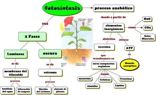 Mapa Conceptual de La Fotosíntesis